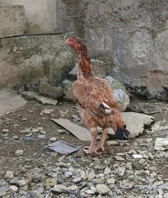 Aseel For Sale — photo 4