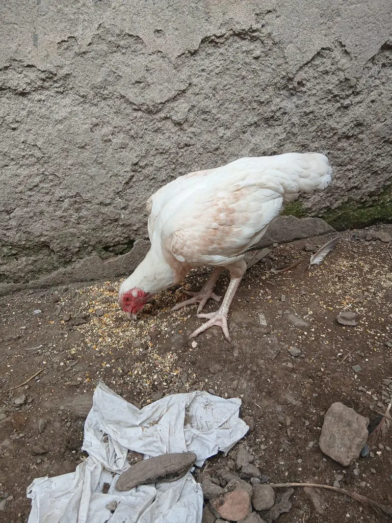 Aseel For Sale — photo 5