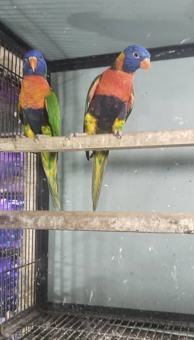 Swing sun lories