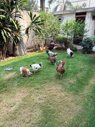 Wyandotte Silver, Red and Splash Breeders