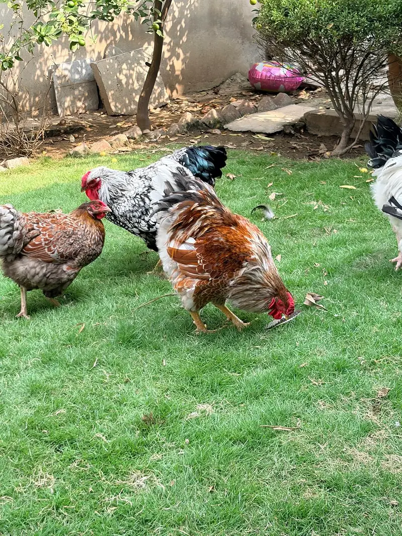 Wyandotte Silver, Red and Splash Breeders — photo 2