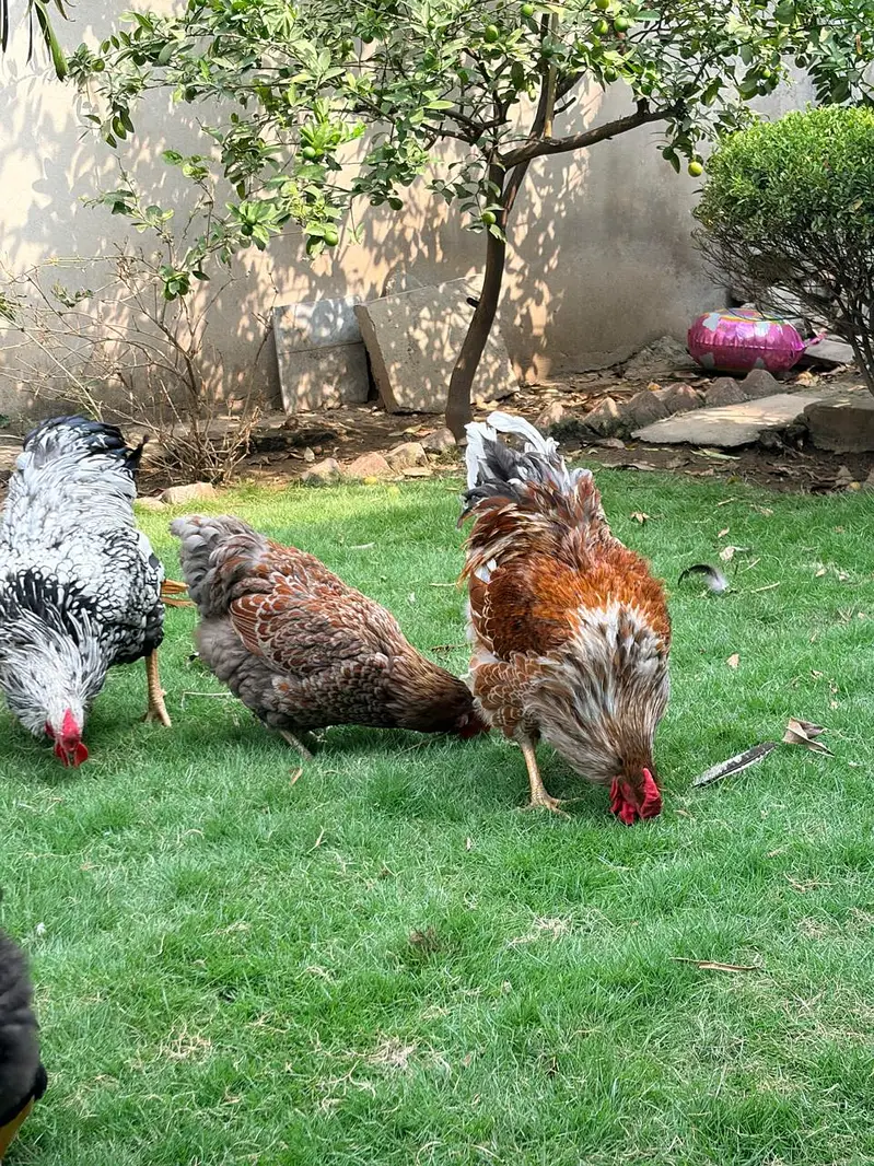 Wyandotte Silver, Red and Splash Breeders — photo 4