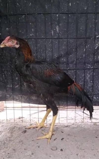 Thai aseel crass patha