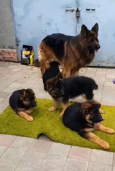German Shepherd breed for sale mor WhatsApp. 0341,39,96,191
