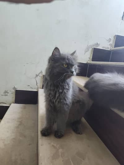 Persian double Very Beautiful Cat