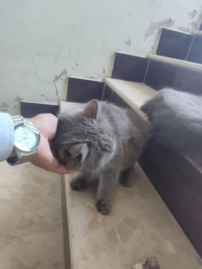 Male British Code Female Perisn Cat both