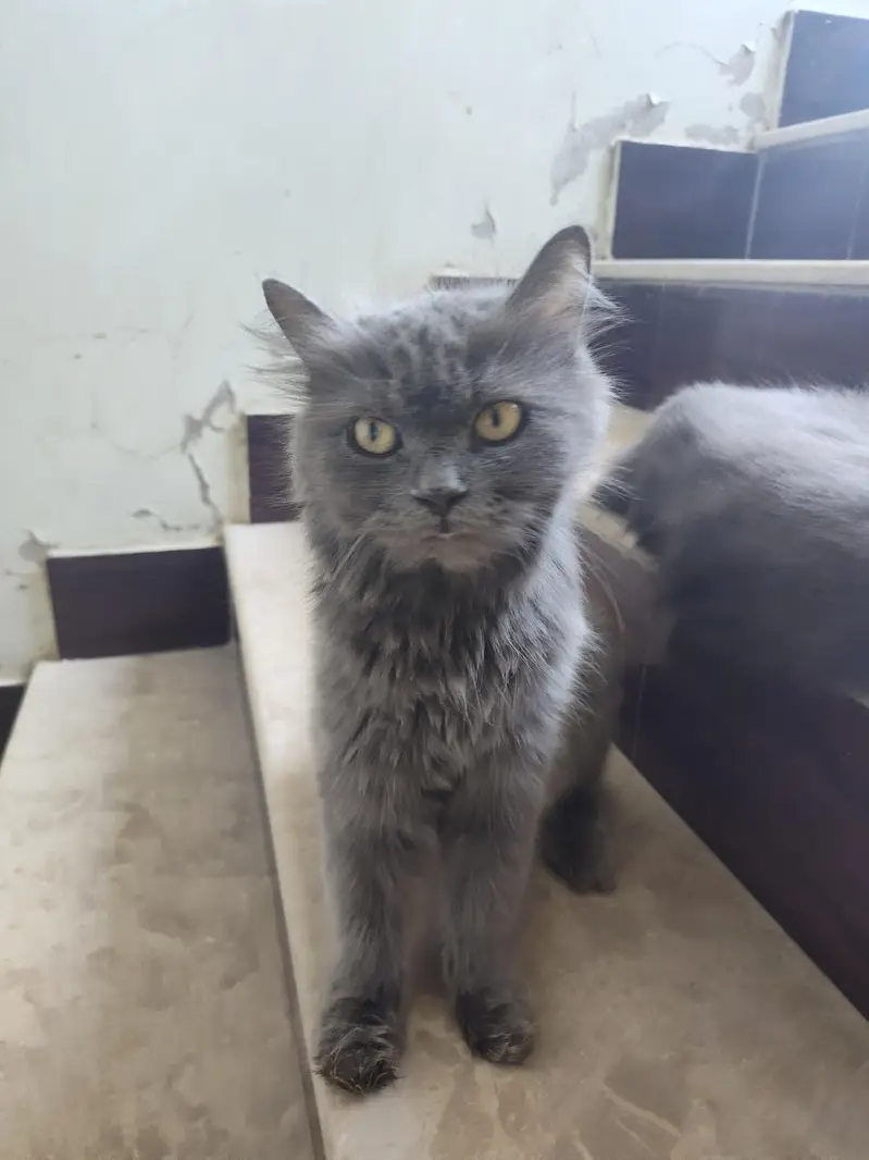 Persian double Very Beautiful Cat — photo 3