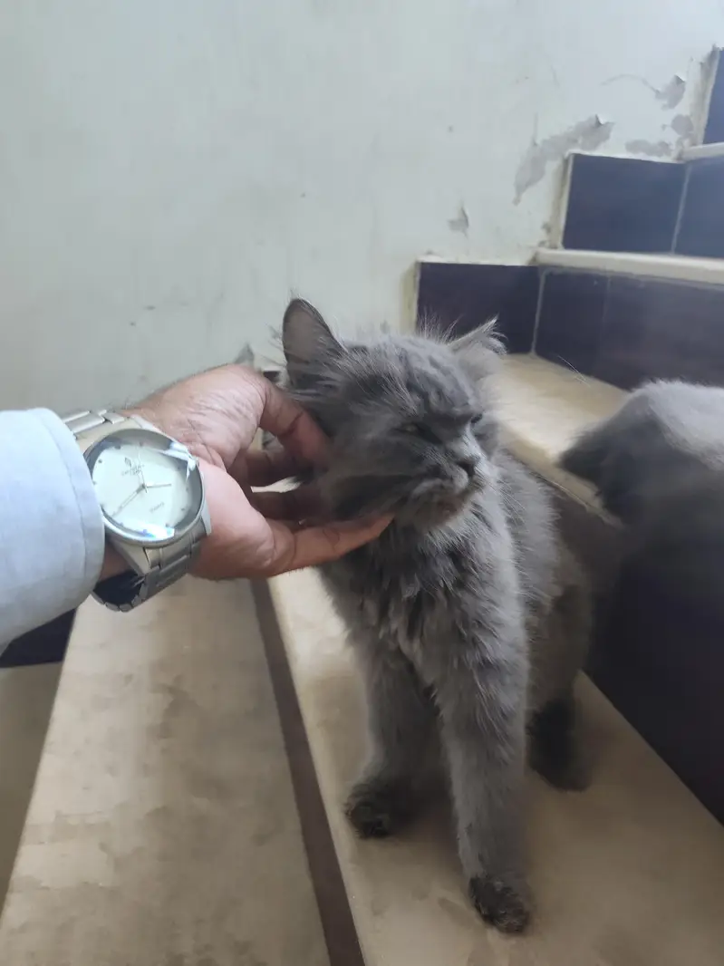Persian double Very Beautiful Cat — photo 4