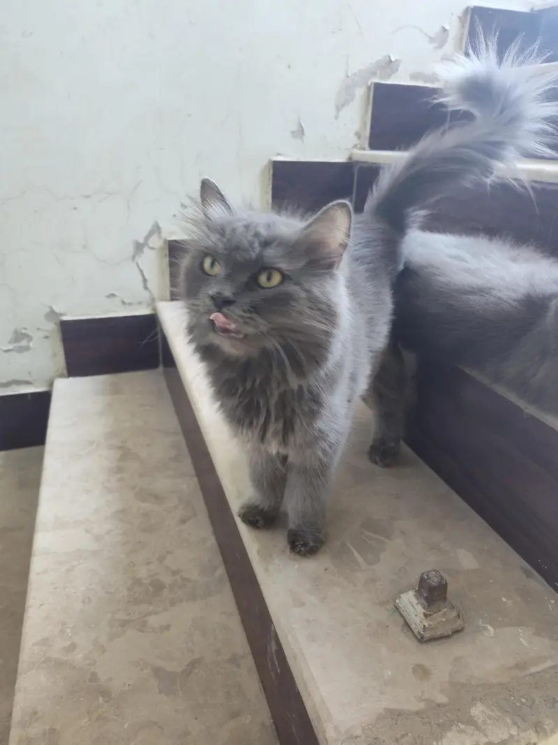 Persian double Very Beautiful Cat — photo 5
