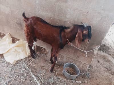 goat for sale
