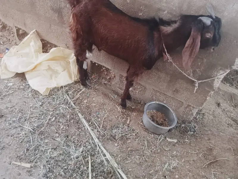 goat for sale — photo 2