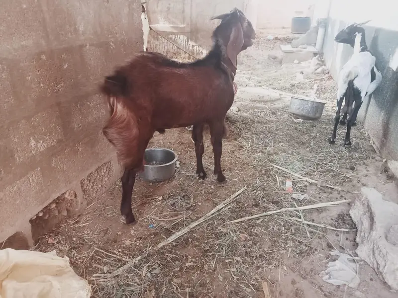 goat for sale — photo 3
