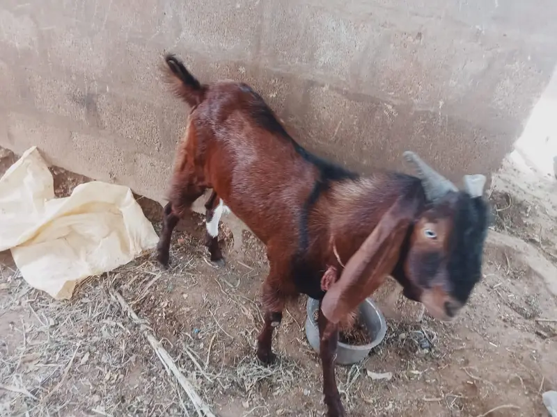 goat for sale — photo 4
