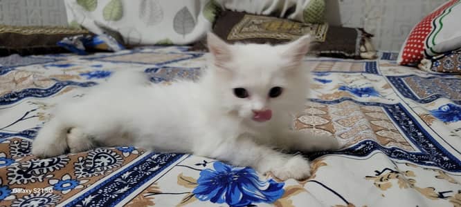 persian kitten
