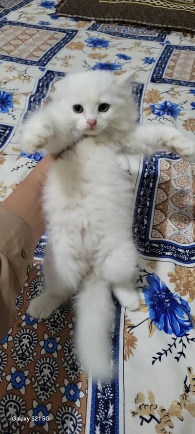 persian kitten