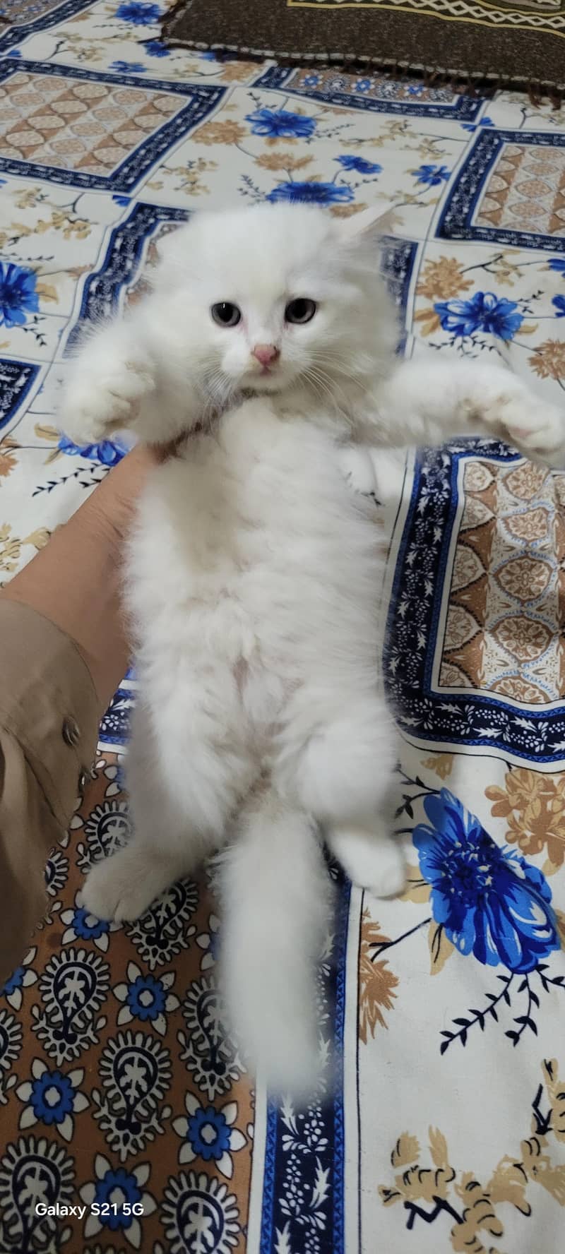 persian kitten 1