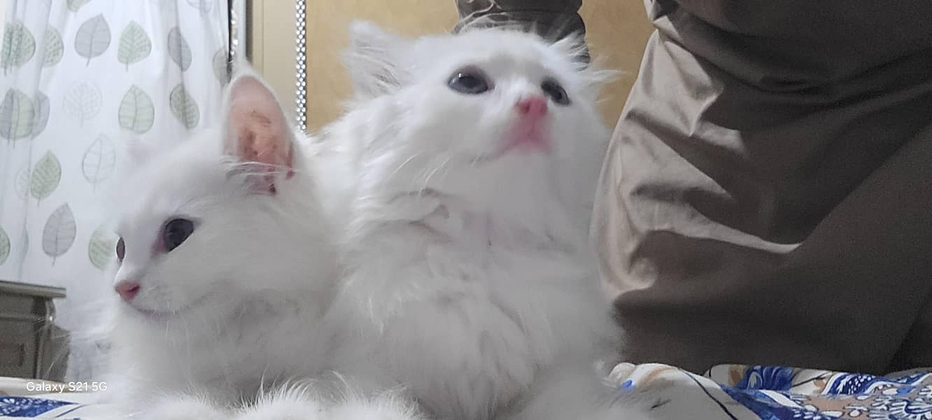 persian kitten 2