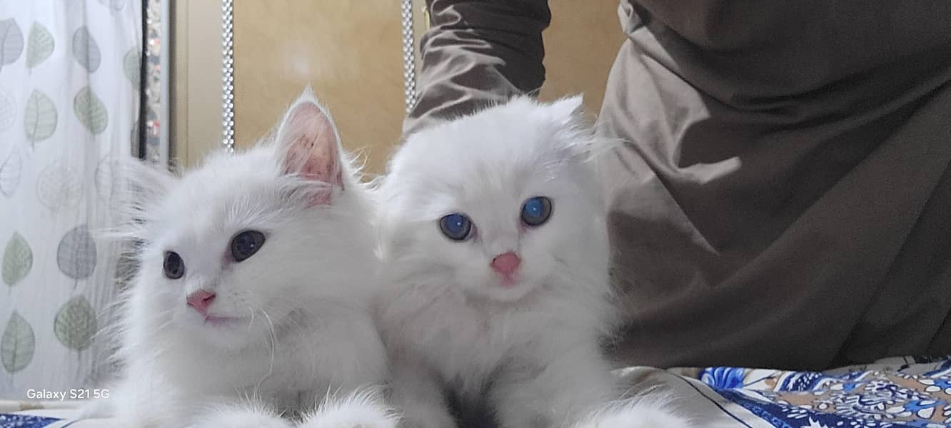 persian kitten 3