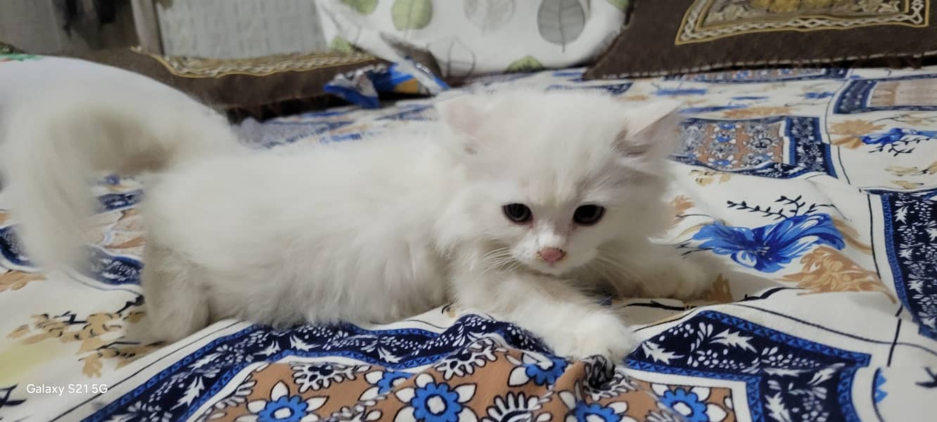 persian kitten 4