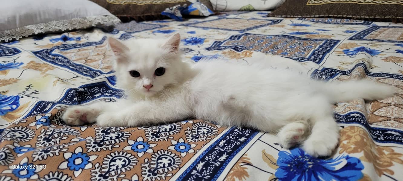 persian kitten 5