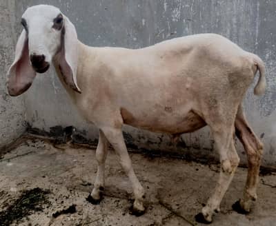 1 dumba & 3 sheep's for sale