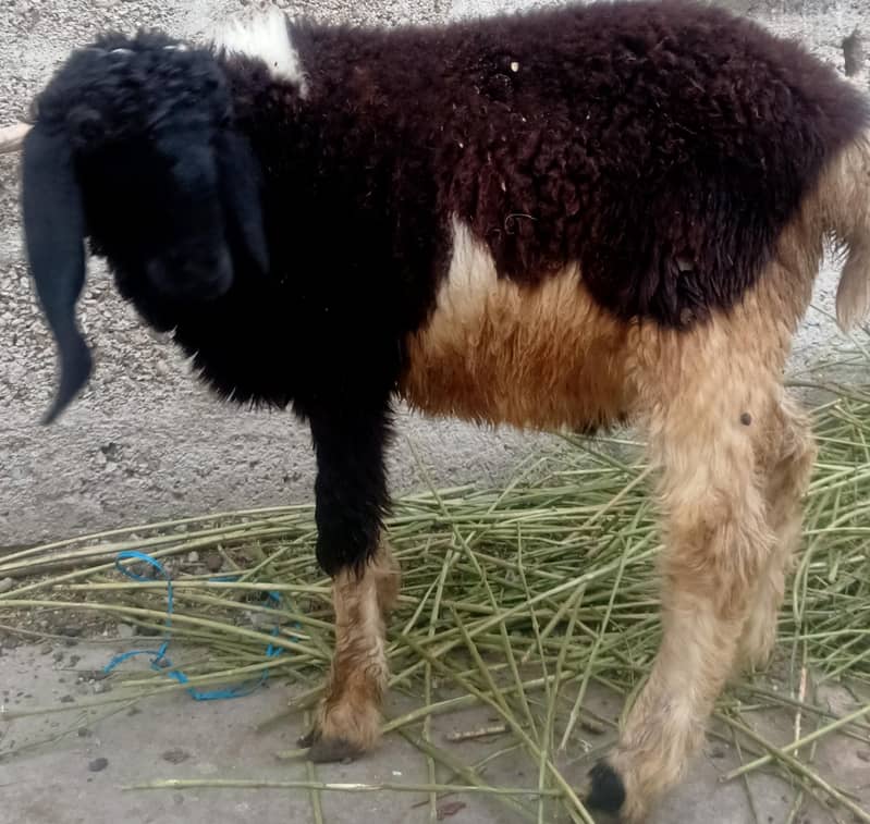 1 dumba & 3 sheep's for sale - Other Animals - 1120315114