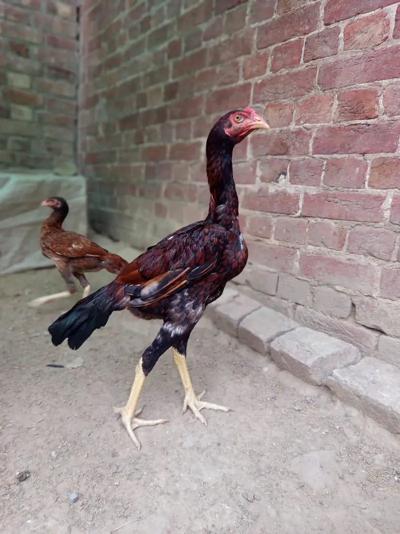 brown patha jo hai wo Pakistani aur shamoo cross me hai — photo 2