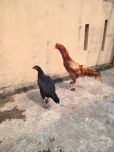 Aseel pair for sale urgent