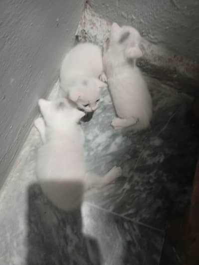 Brutish short fur kittens
