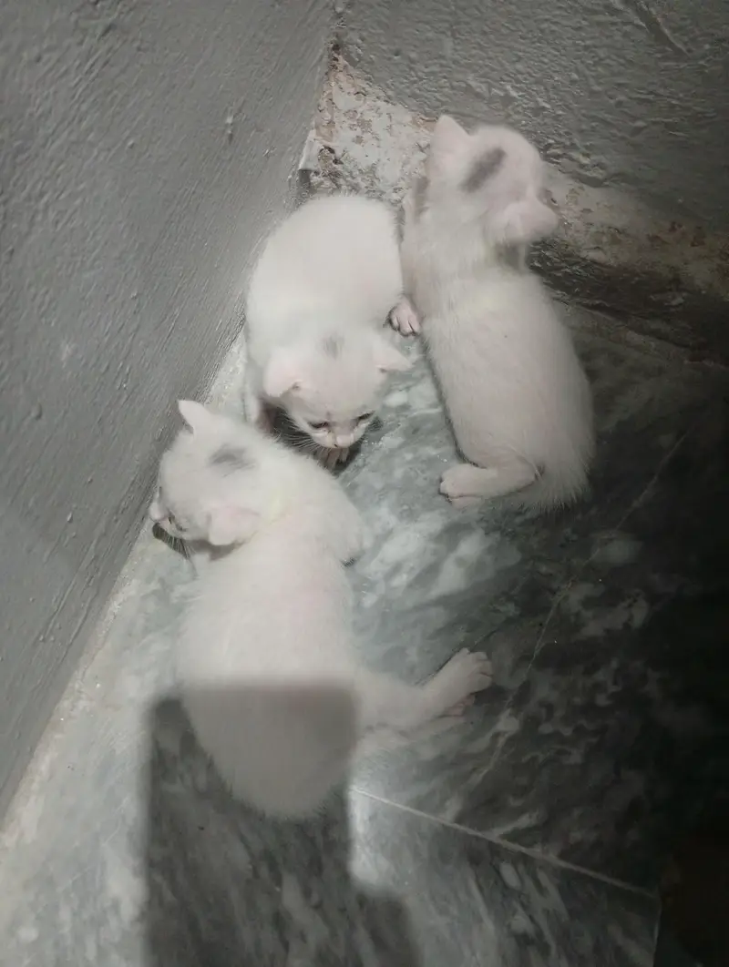 Brutish short fur kittens — photo 2