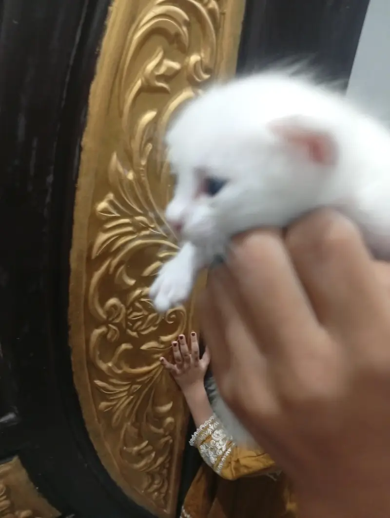 Brutish short fur kittens — photo 3