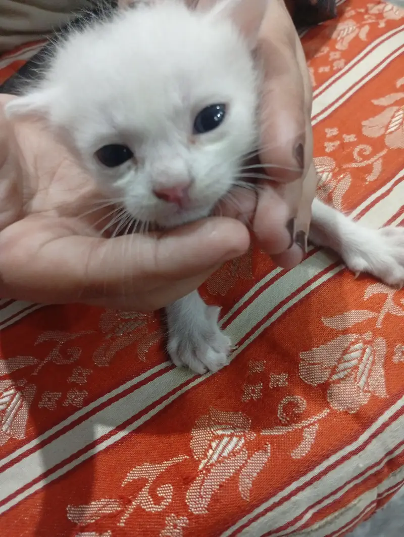 Brutish short fur kittens — photo 4