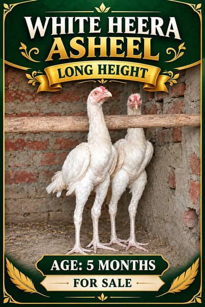 Asheel shamoo Male Karbelai Male  short face pair available