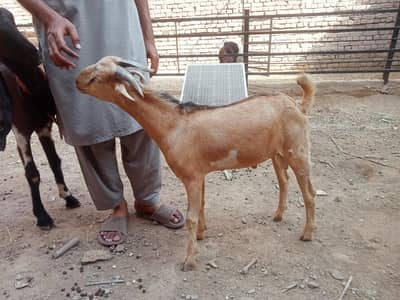 berbari bakra active and healthy