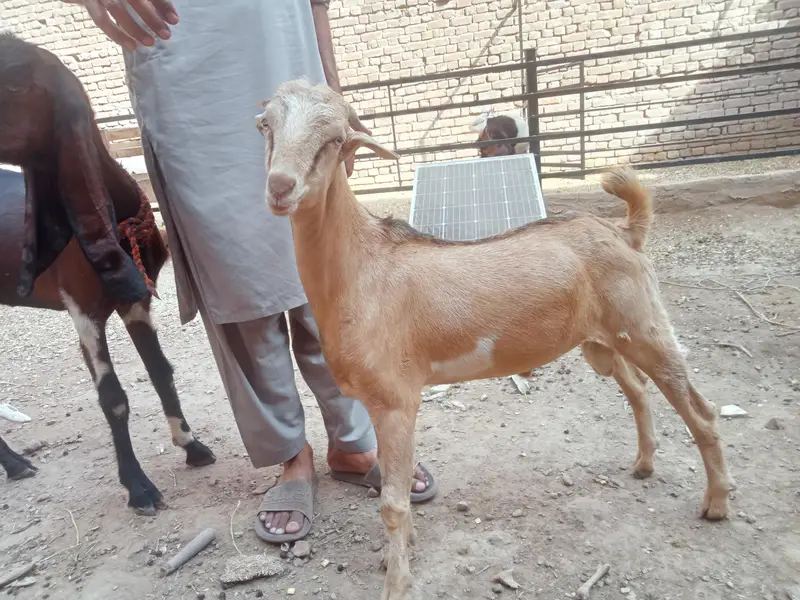 berbari bakra active and healthy — photo 2
