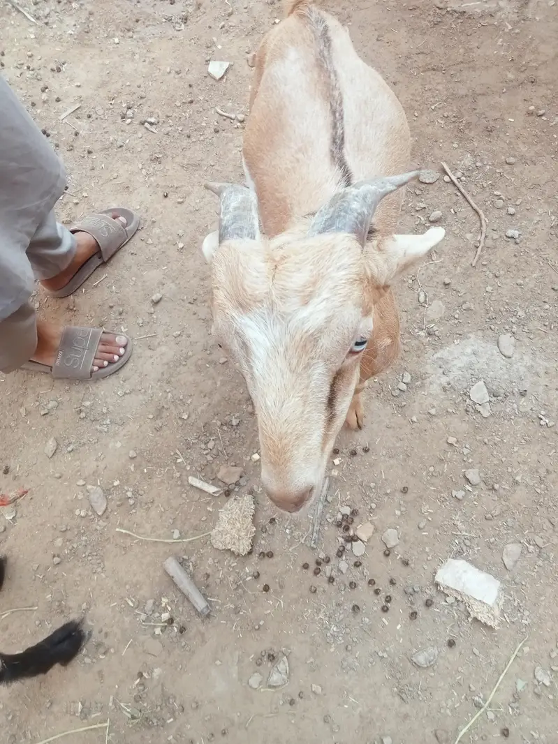 berbari bakra active and healthy — photo 3