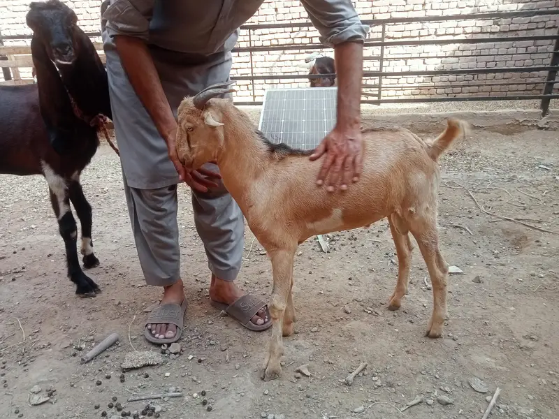 berbari bakra active and healthy — photo 4