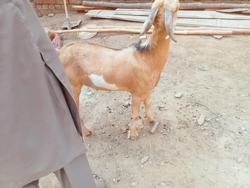 berbari bakra active and healthy — photo 5