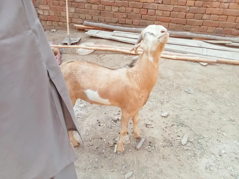 berbari bakra active and healthy — photo 6