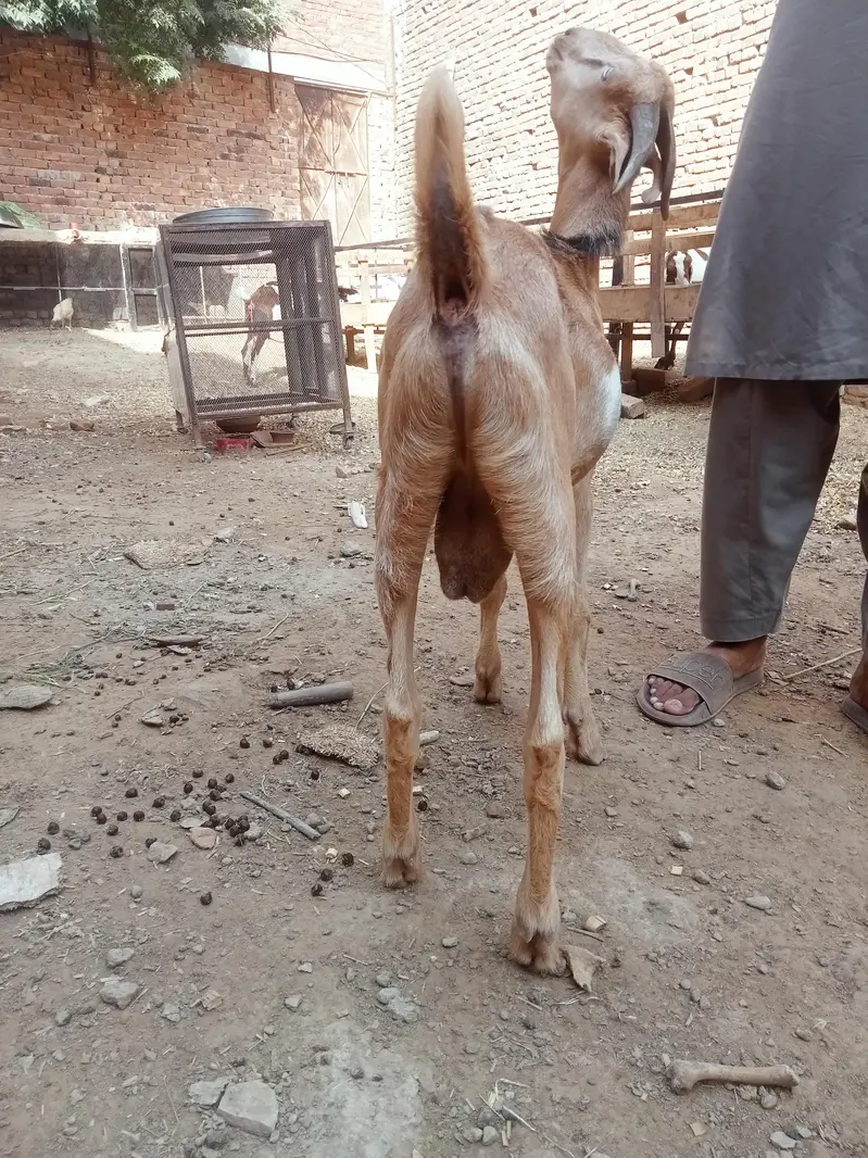 berbari bakra active and healthy — photo 7