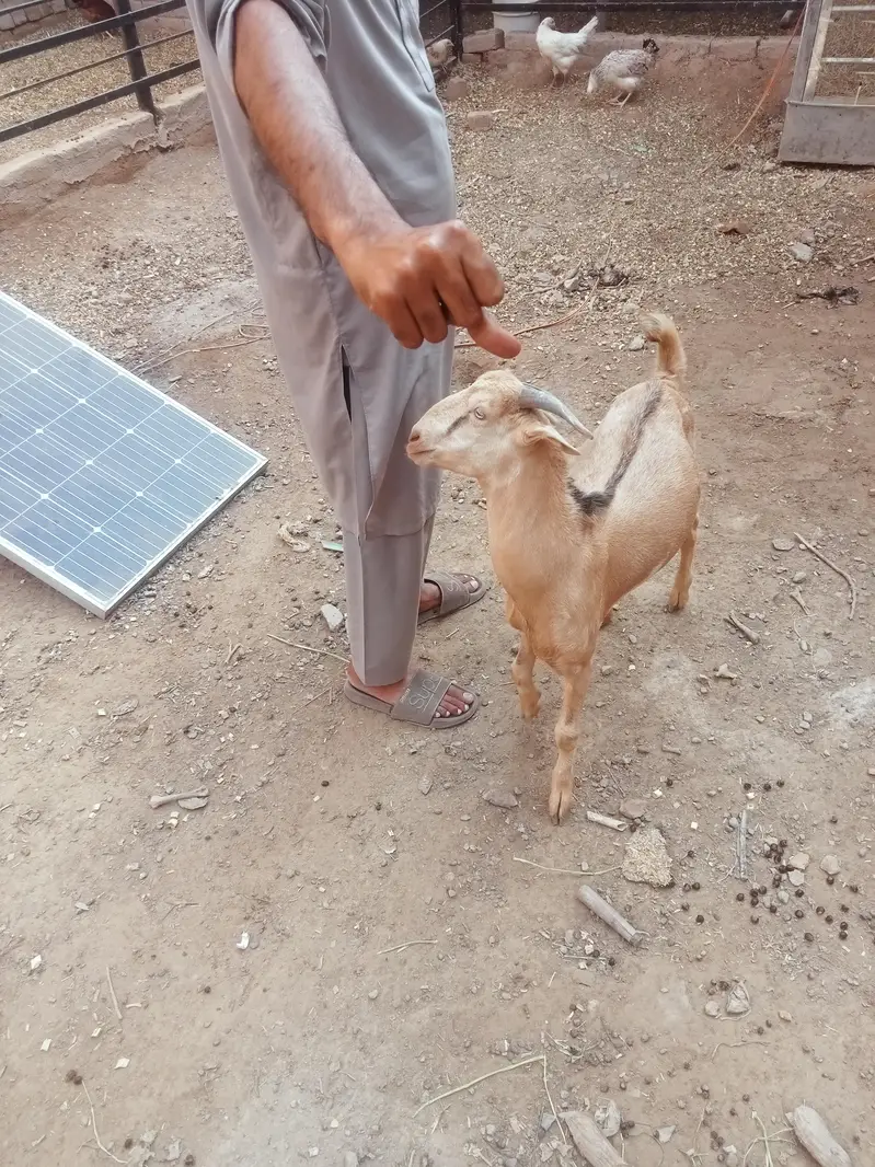 berbari bakra active and healthy — photo 8