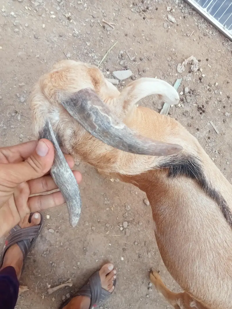 berbari bakra active and healthy — photo 9