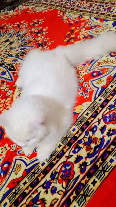 good looking age 1.5 year  contact number 03081855628