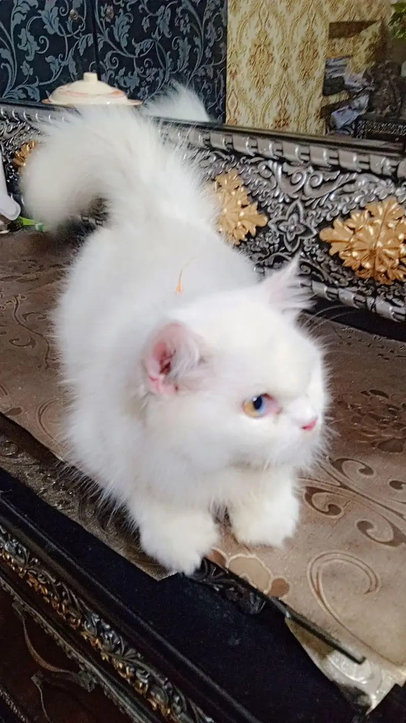 good looking age 1.5 year  contact number 03081855628 — photo 2