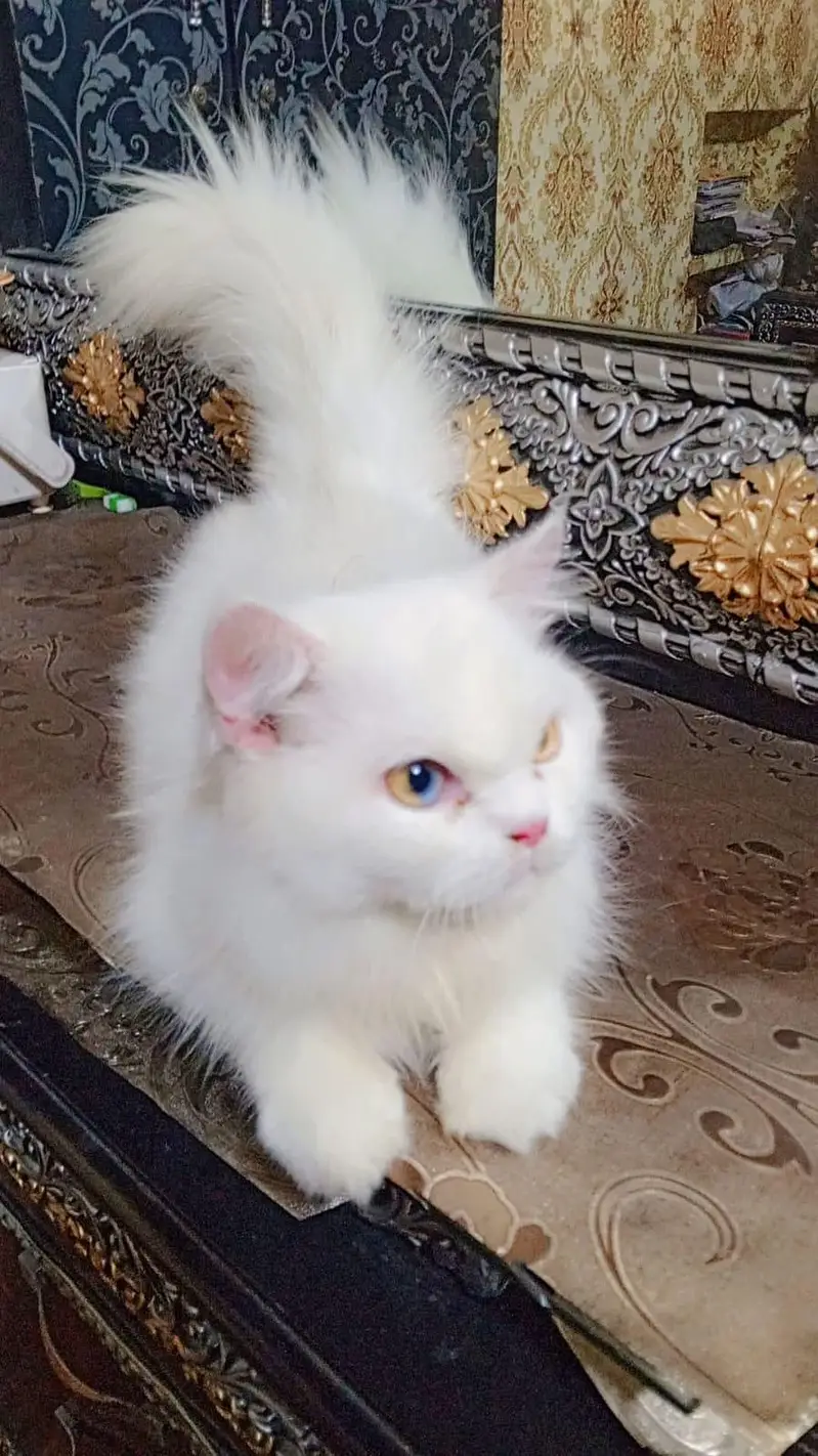 good looking age 1.5 year  contact number 03081855628 — photo 3