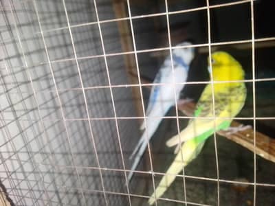 fellow Australian, pide pairs ,spangle pair ,sky blue pair