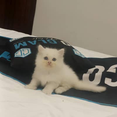 Kitten for Sale