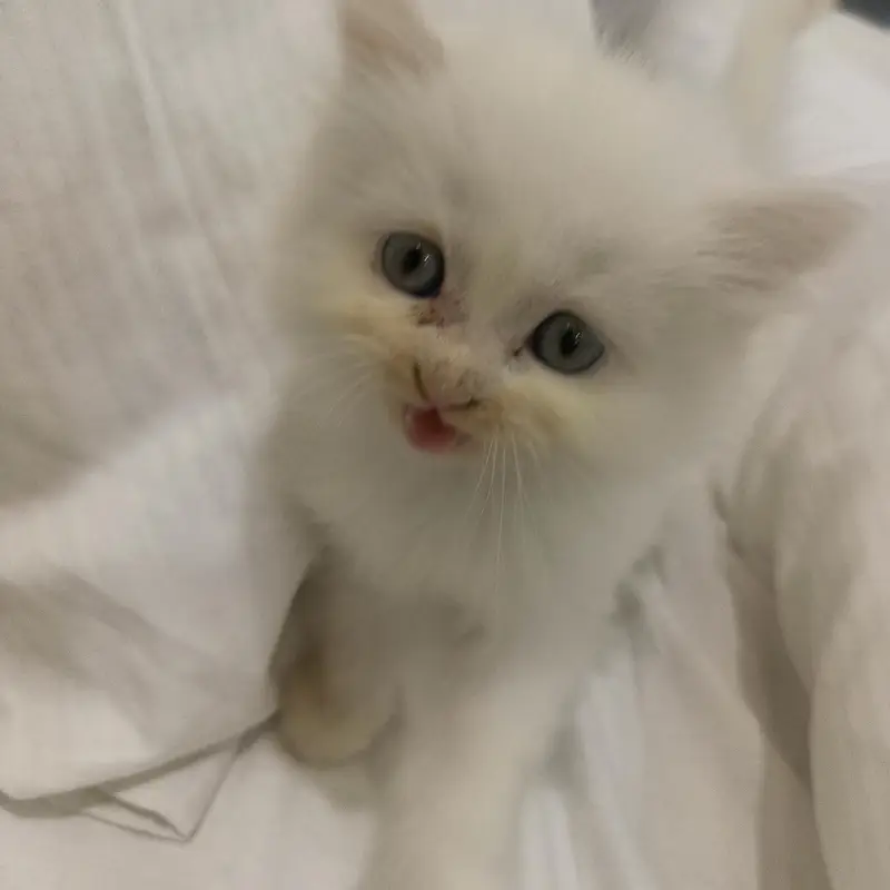 Kitten for Sale — photo 2
