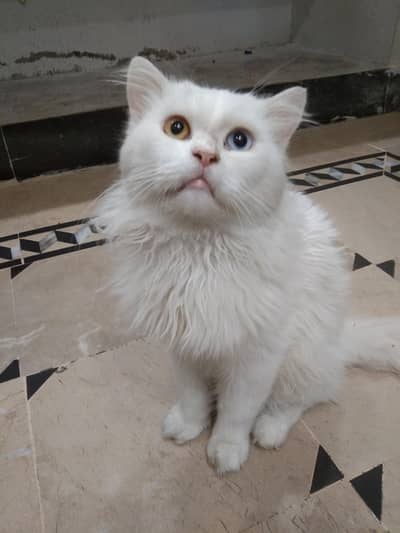 Persian triple coated male cat