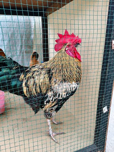 Healthy Desi Hen and Rooster Pair (8 Months Old)